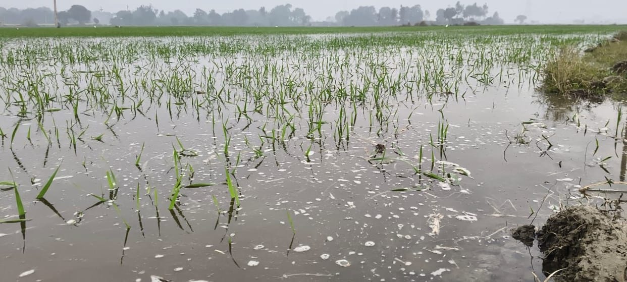 Bhadasan Minor overflows, 150 bighas of crops submergedBhadasan Minor overflows, 150 bighas of crops submerged