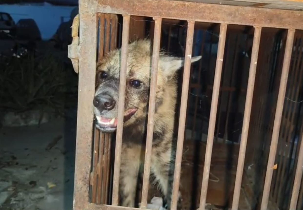 A hyena was spotted roaming on the road; the forest department captured it in a cage.