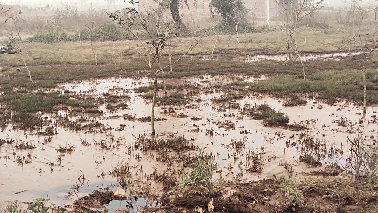 Chemical-laden water destroys hundreds of forest department plants, seriously endangering the environment