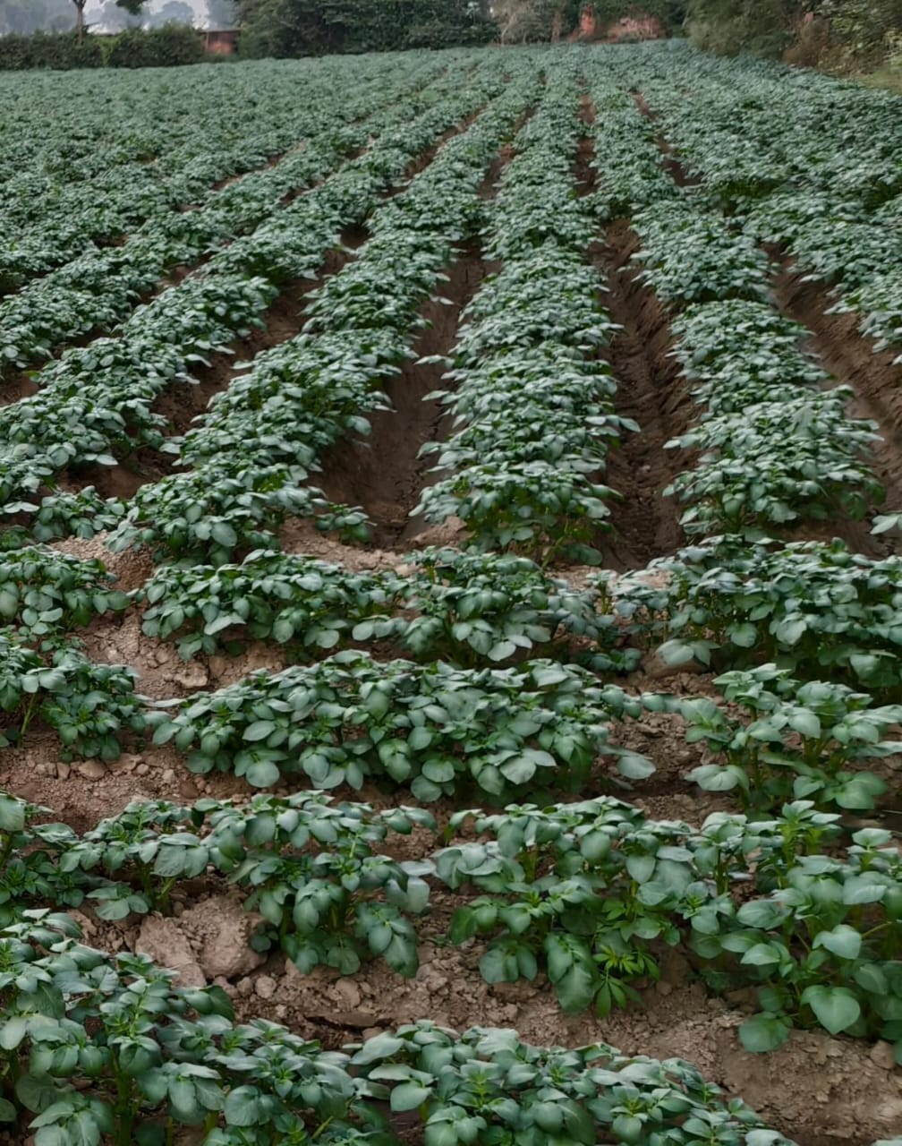 30-45 days are crucial for potato tuber development.