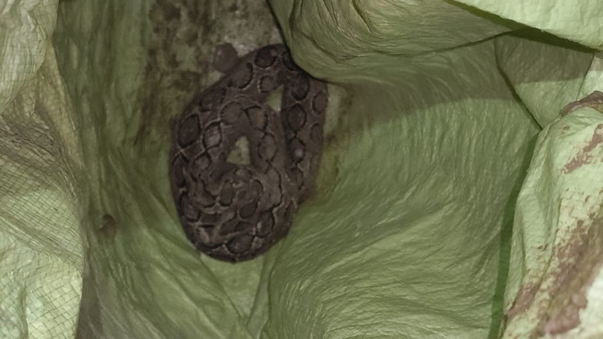 Python spotted in field, forest workers caught it and released it in the forest