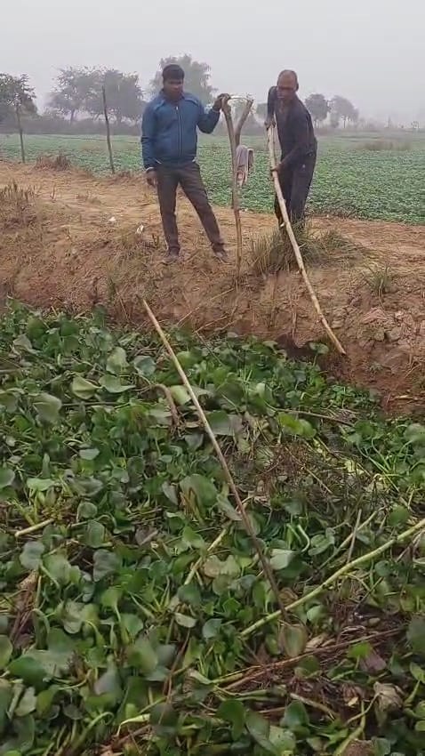 Water hyacinth clogs canal, farmers worried