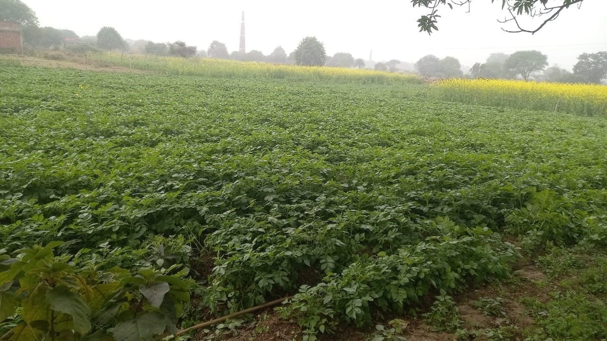Fog can spoil the health of potatoes