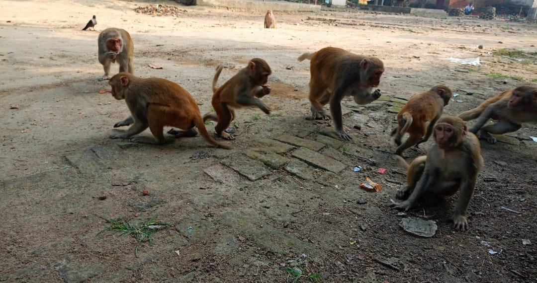 The terror of langurs and monkeys increased in the villages