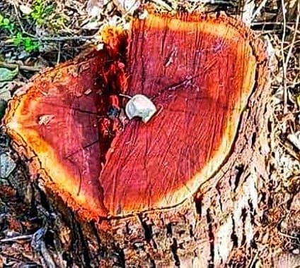 Illegal felling of 21 Khair trees from private land in Thanakhas, causing loss of lakhs.