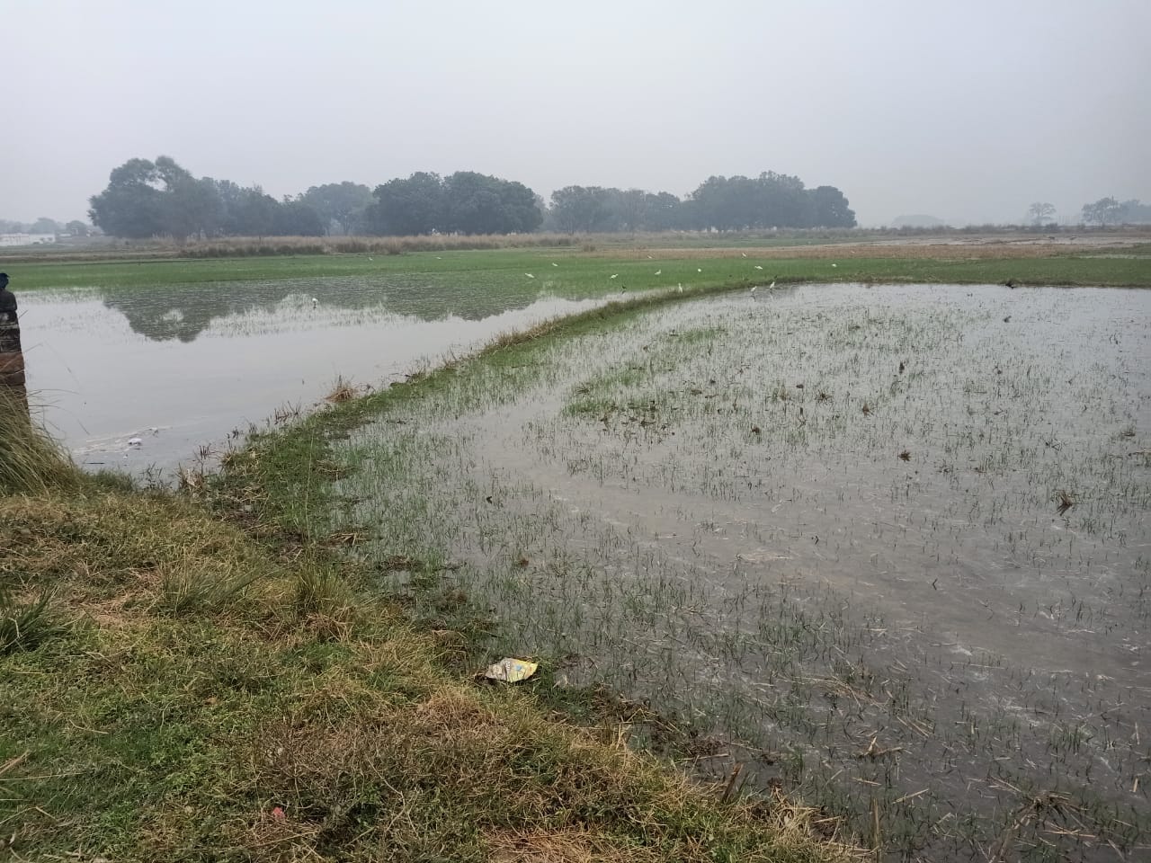 A leak in the canal flooded 100 bighas of wheat crop.