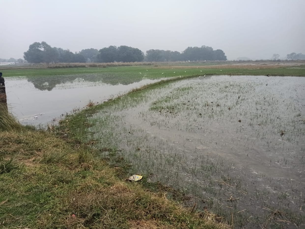 A leak in the canal flooded 100 bighas of wheat crop.