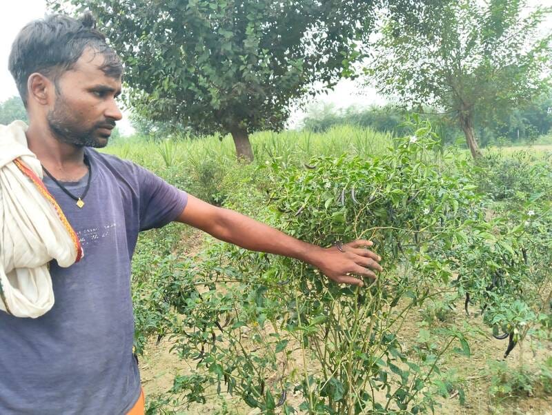 Growing a crop of prosperity through intercropping and medicinal farming