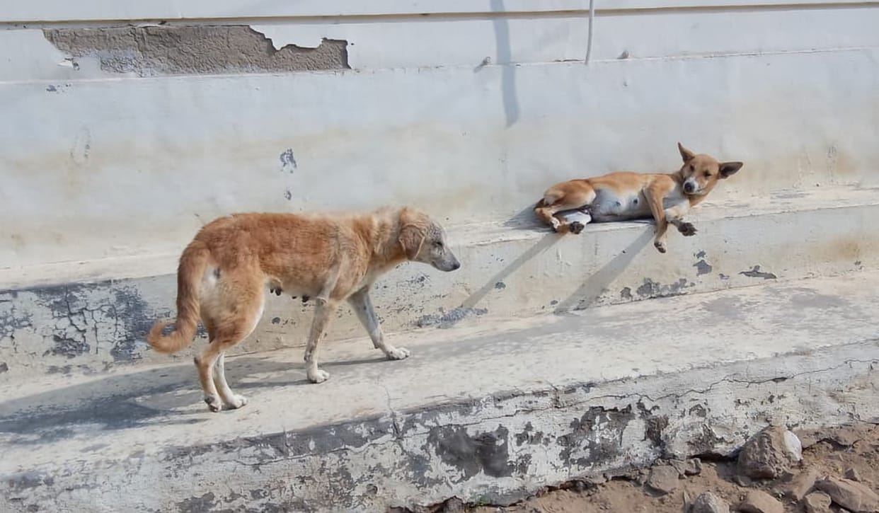 Dog shelters not being built despite Supreme Court order, 8 people coming to hospital every day for fear of rabies