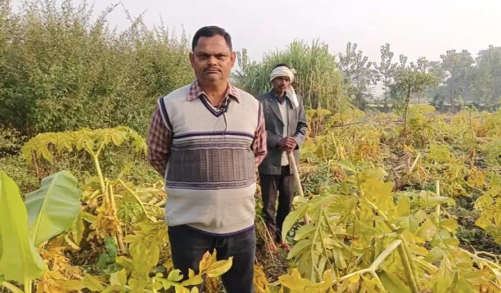 Farmer of Nighasan gets better profit by shifting from sugarcane and banana to sweet potato cultivation
