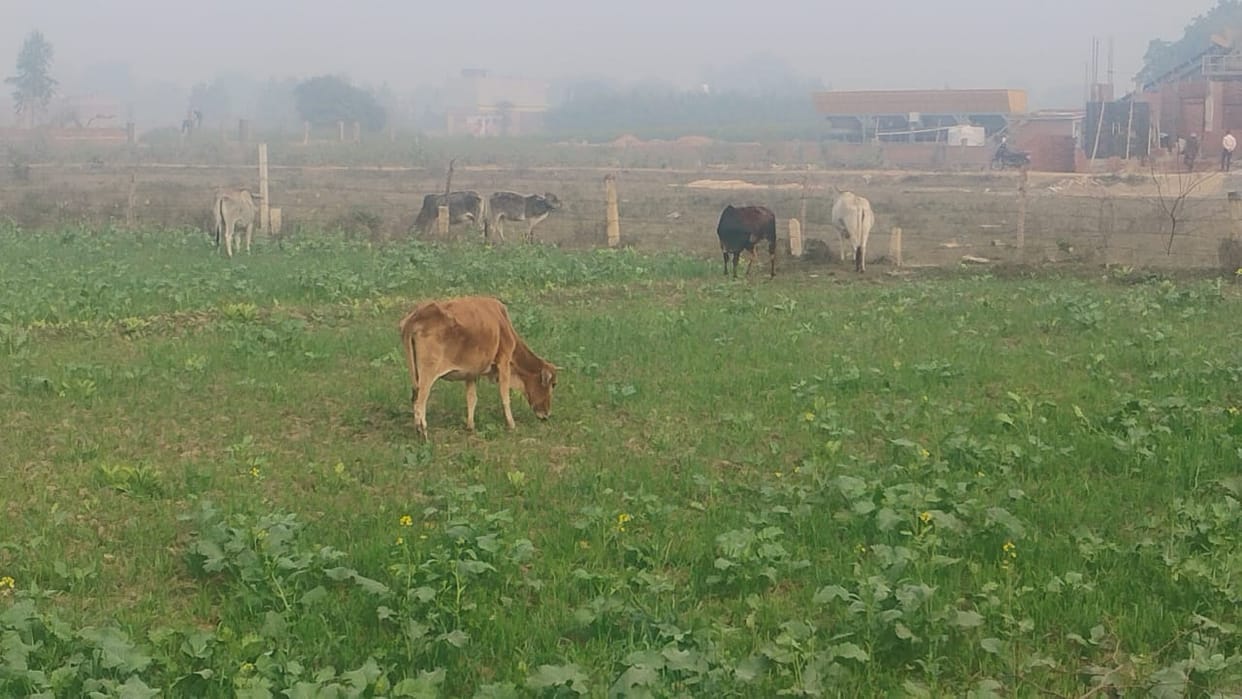 Stray animals attack farmers' hard work, destroying crops