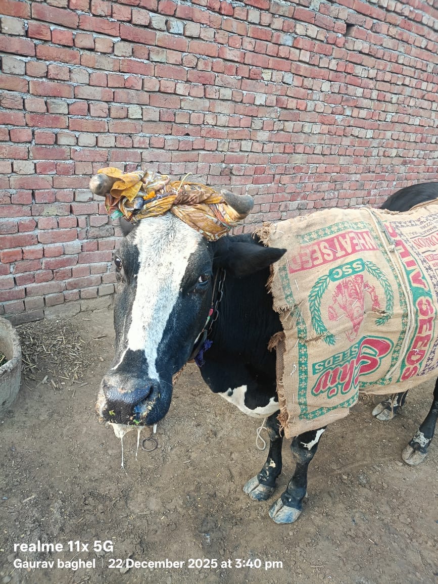 Foot and mouth disease spreads in AbhaidopuraFoot and mouth disease spreads in Abhaidopura