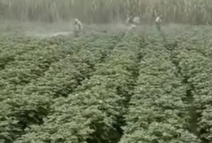 Blight disease can destroy potato crop