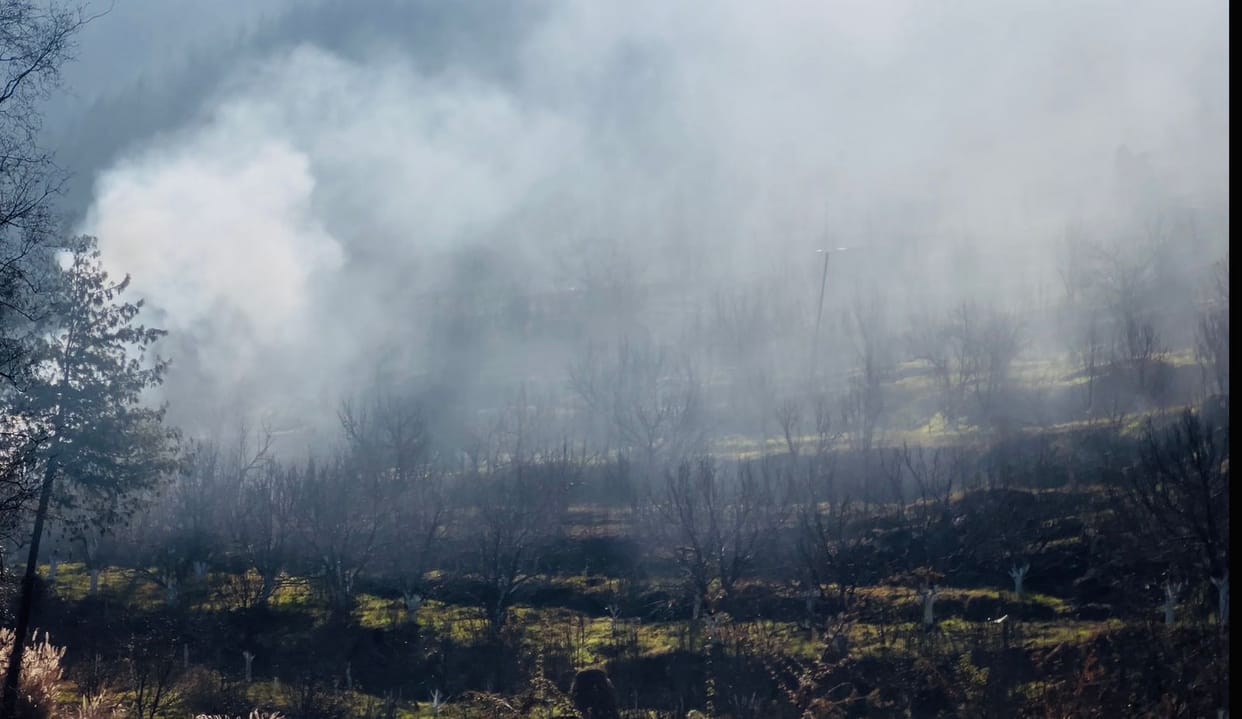 Apple orchards in Rohru are being set on fire by gardeners