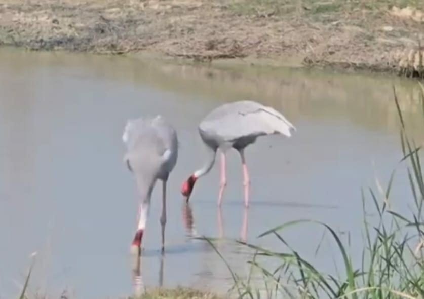 The number of adult cranes increased during the winter census.