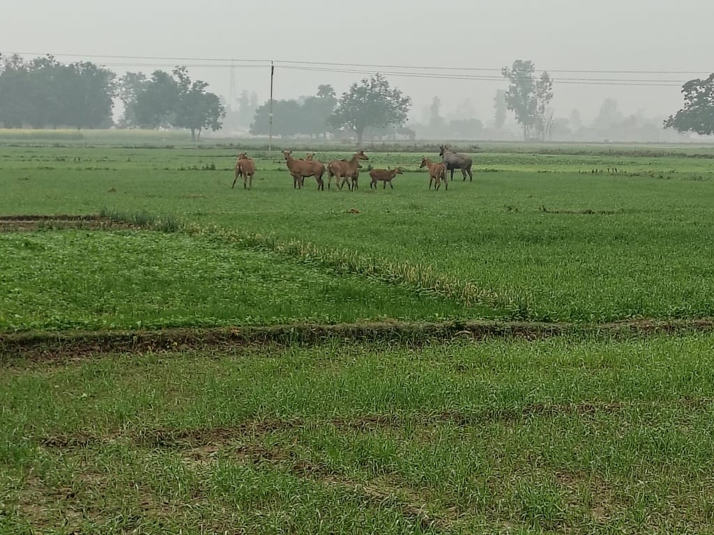 Nilgai are trampling and destroying crops, leaving farmers distressed.