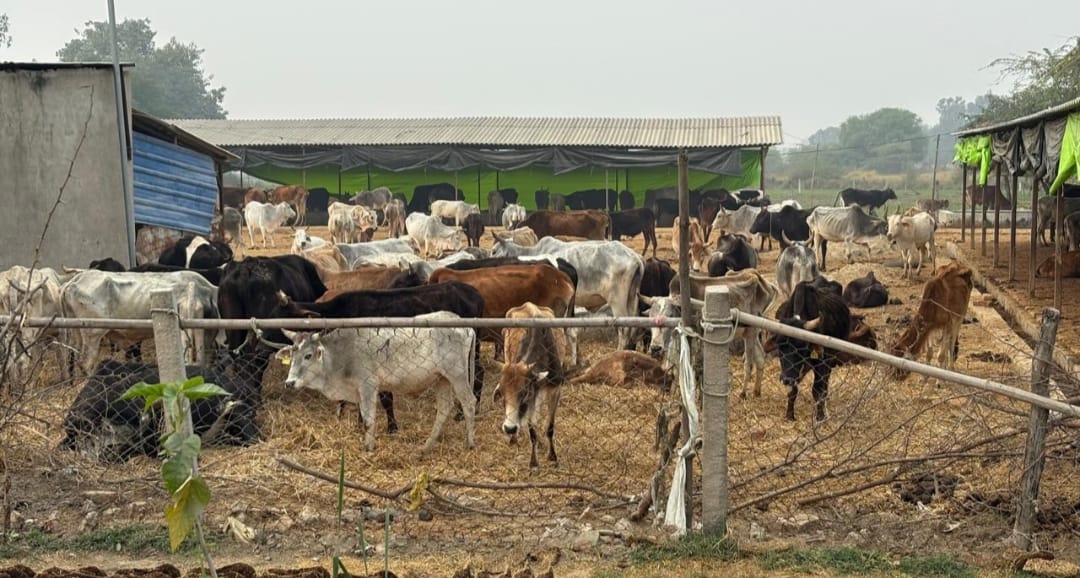 Panwari cowshed is full of mismanagement, responsible people are careless