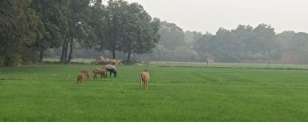 Farmers are troubled by the menace of nilgai (blue bulls), and there seems to be no way to control them