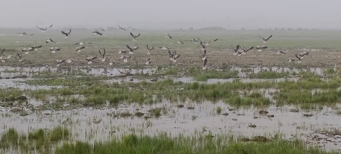 A watch tower has been built in the wetland, allowing tourists to see migratory birds.