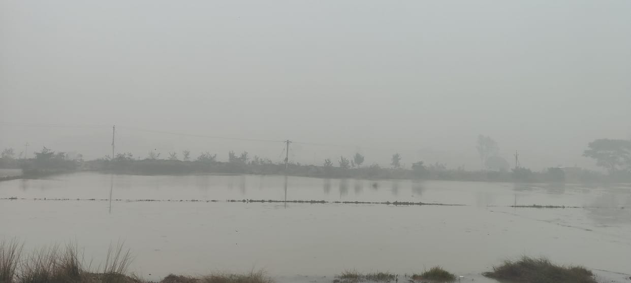 The canal was breached in Ambari and Molnapur, and 250 bighas of crops were submerged