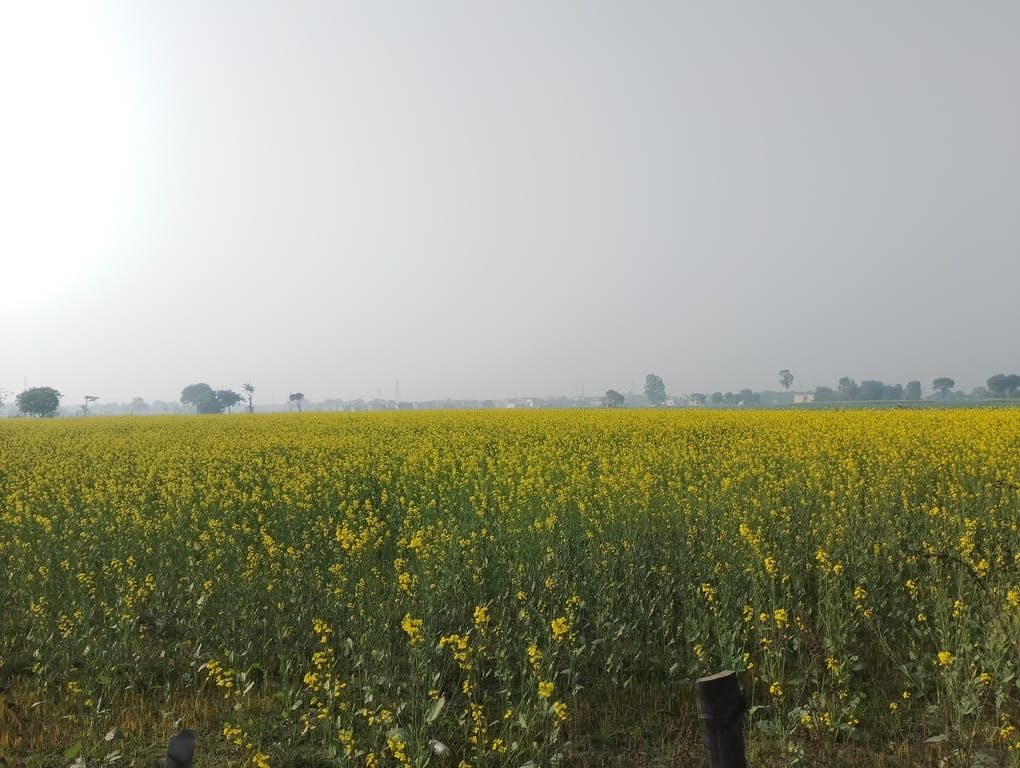 Cold winds tormented the city, with the minimum temperature reaching 10 degrees.