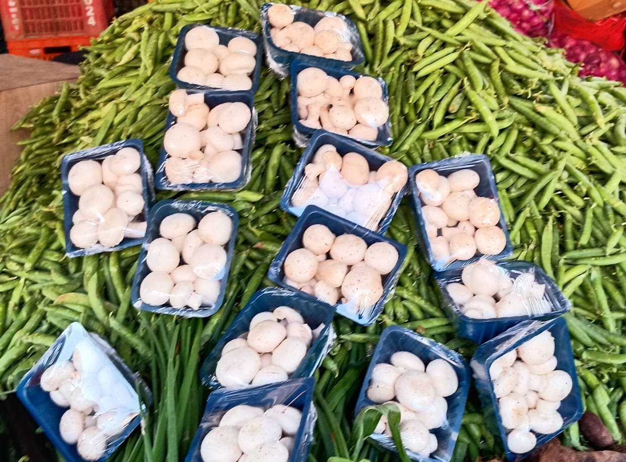 Mushrooms reached the plate of the common people from the fall of pricesMushrooms reached the plate of the common people from the fall of prices