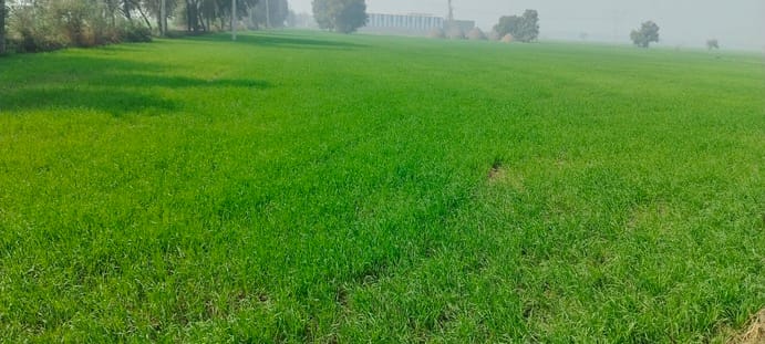 Fog and increasing cold are a boon for wheat, with good germination increasing yields.