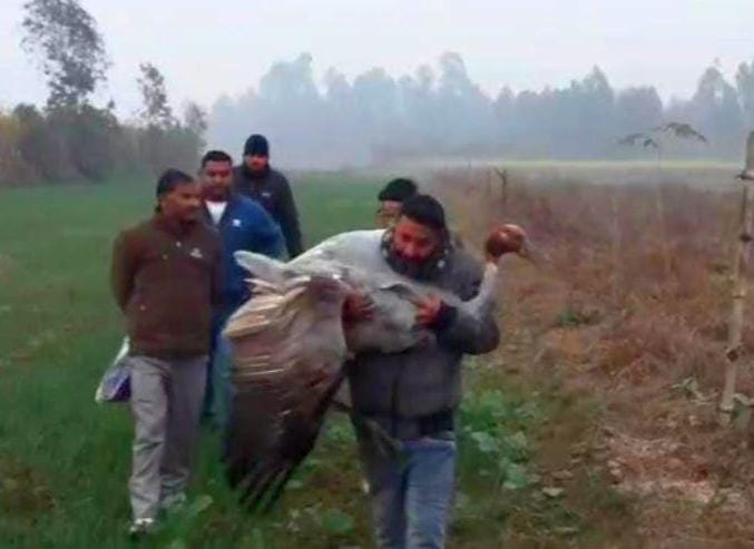 Stork injured after getting stuck in barbed wire