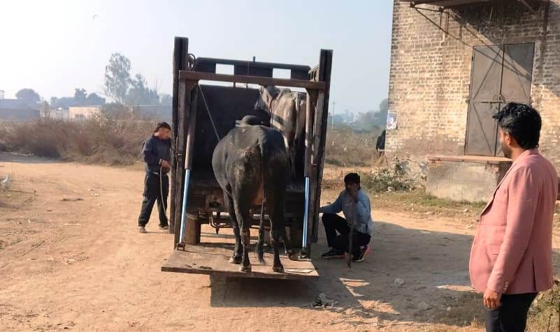 Municipal campaign begins, animals captured and sent to cow shelter