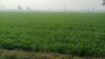 The game of registering one acre of land with fake documents is exposed in Gorakhpur