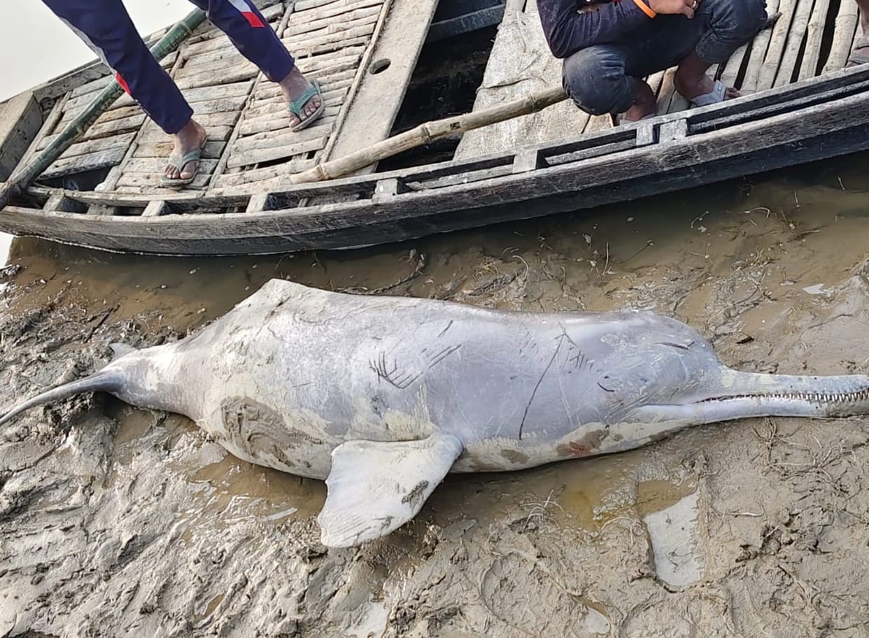 Dolphin found dead in Ganga, forest department team engaged in investigation