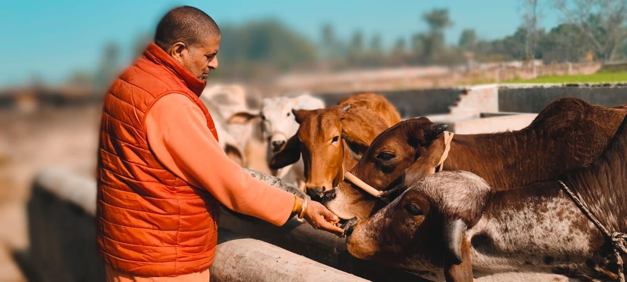 Devotees performed cow service at Jag Jyoti Darbar
