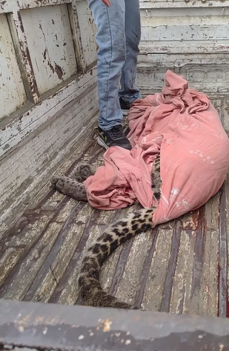 Malwana village is scared by the roar of a leopard