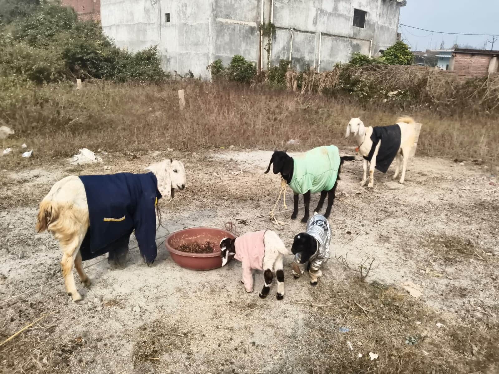 राबट्सगंज में ठंड से बचाने के लिए बकरियों को कपड़ा पहनाया गया।संवाद