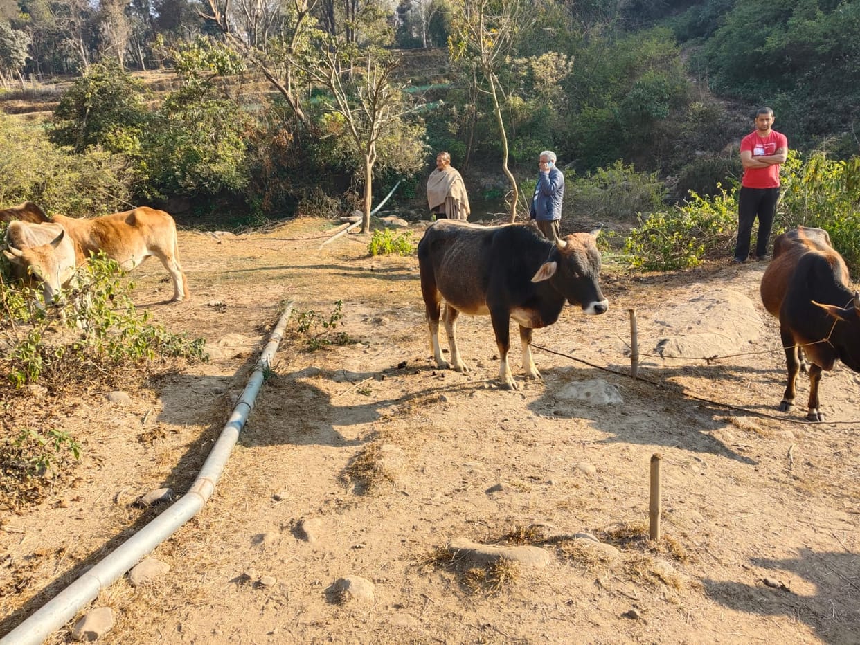 ramkot news, animal found