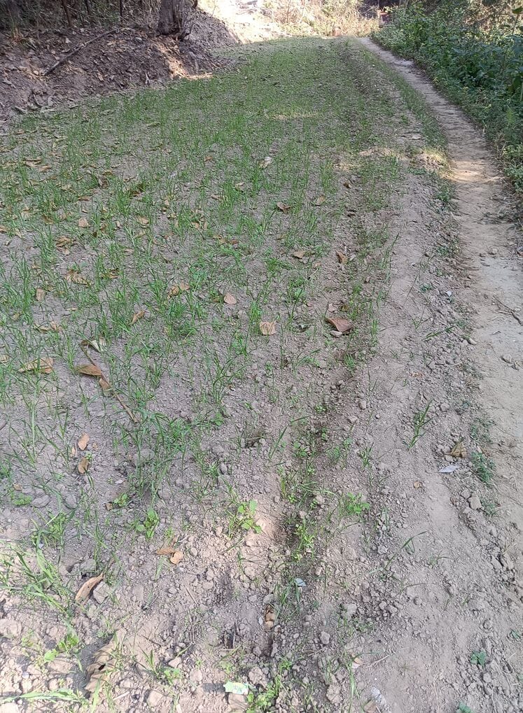 Wheat crops sown without rain are starting to deteriorate, leaving farmers disappointed.