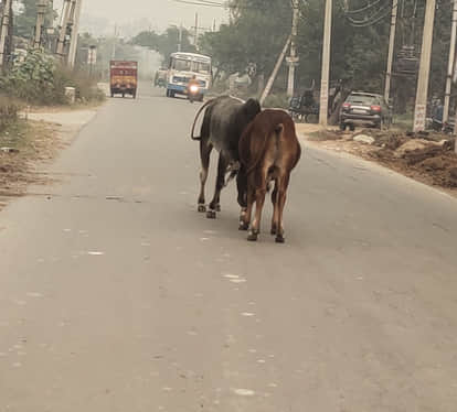 Stray bull In Bahraich highway businessman and friend on bike killed while returning home from market