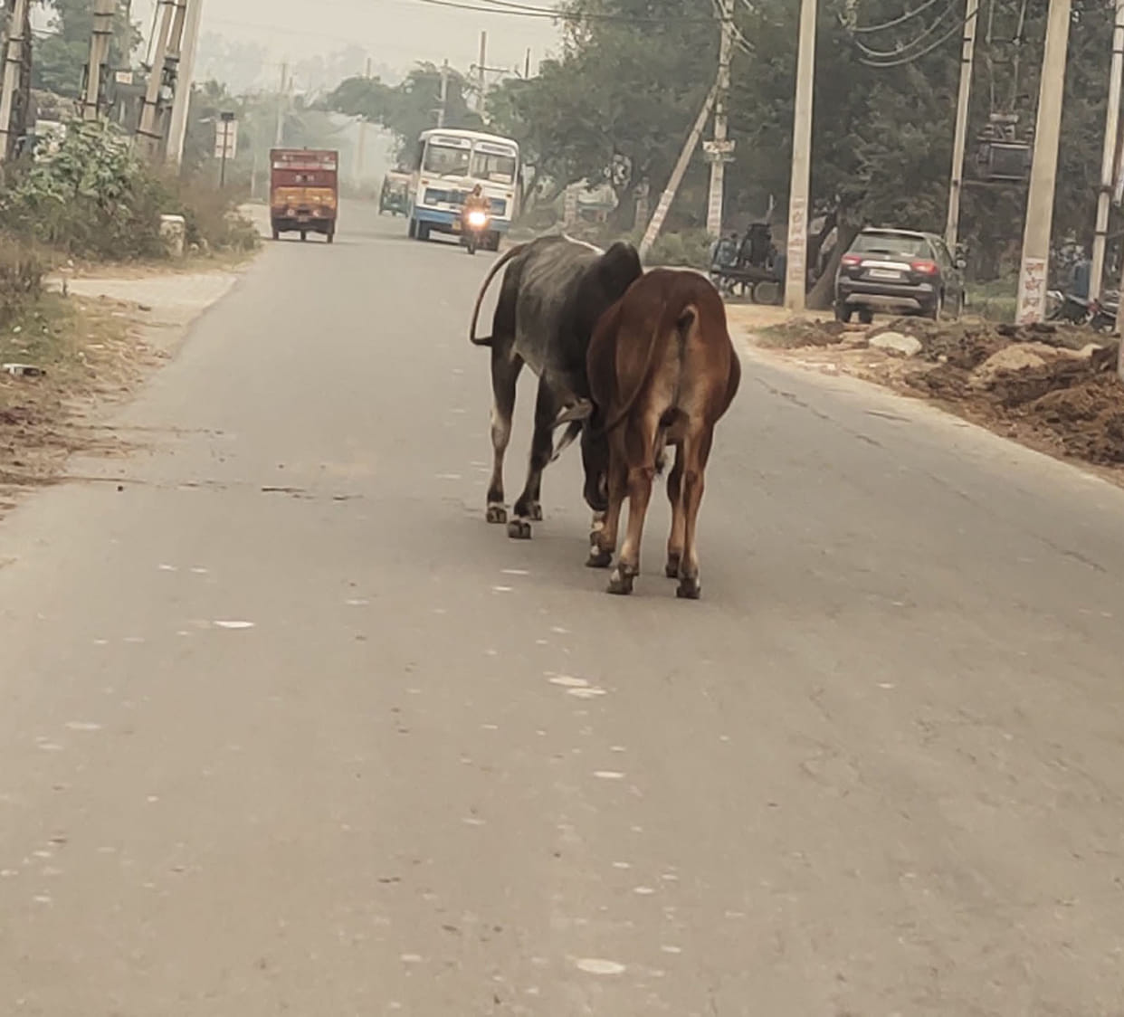 Stray cows roaming the streets are causing accidents.