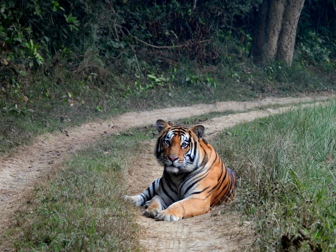 Tourists spotted a tiger relaxing on the tourist route in Dudhwa.