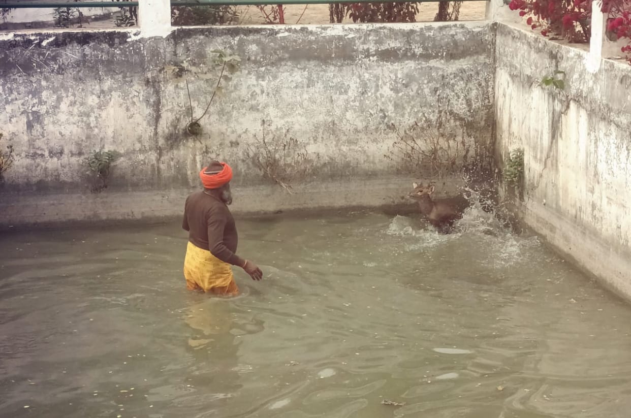 A deer jumped into a pond in the forest department area; villagers rescued it.