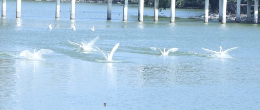 The Tilyar Lake and zoo have seen an increase in tourist activity.