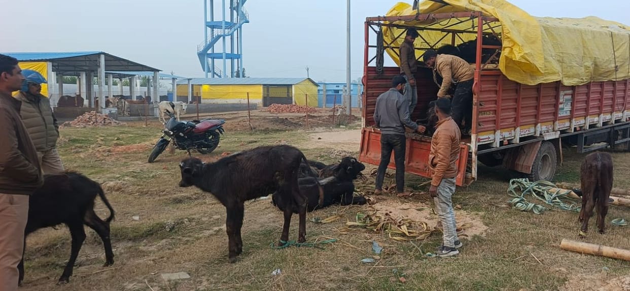 Cattle loaded on DCM recovered