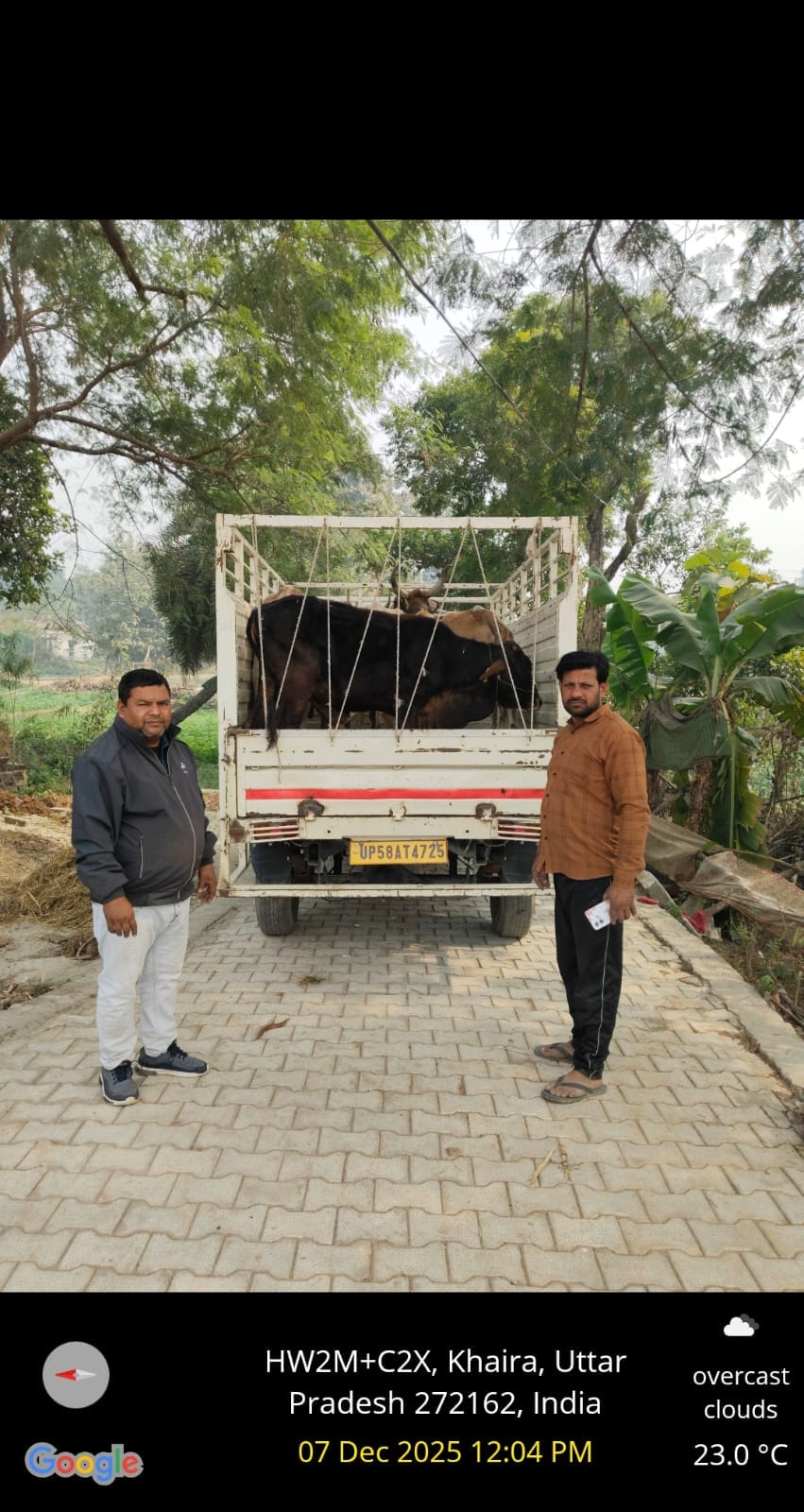 Cattle were sent from the temporary cow shelter to Majhaura.
