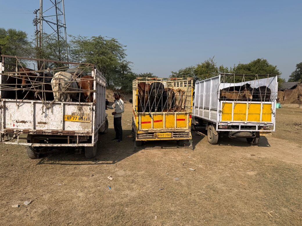 Farmers caught 40 cattle, which were then sent to the Umri cow shelter.