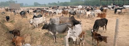 Fodder shortage and cold weather: Five cattle die at a cowshed in Moradabad, four in critical condition