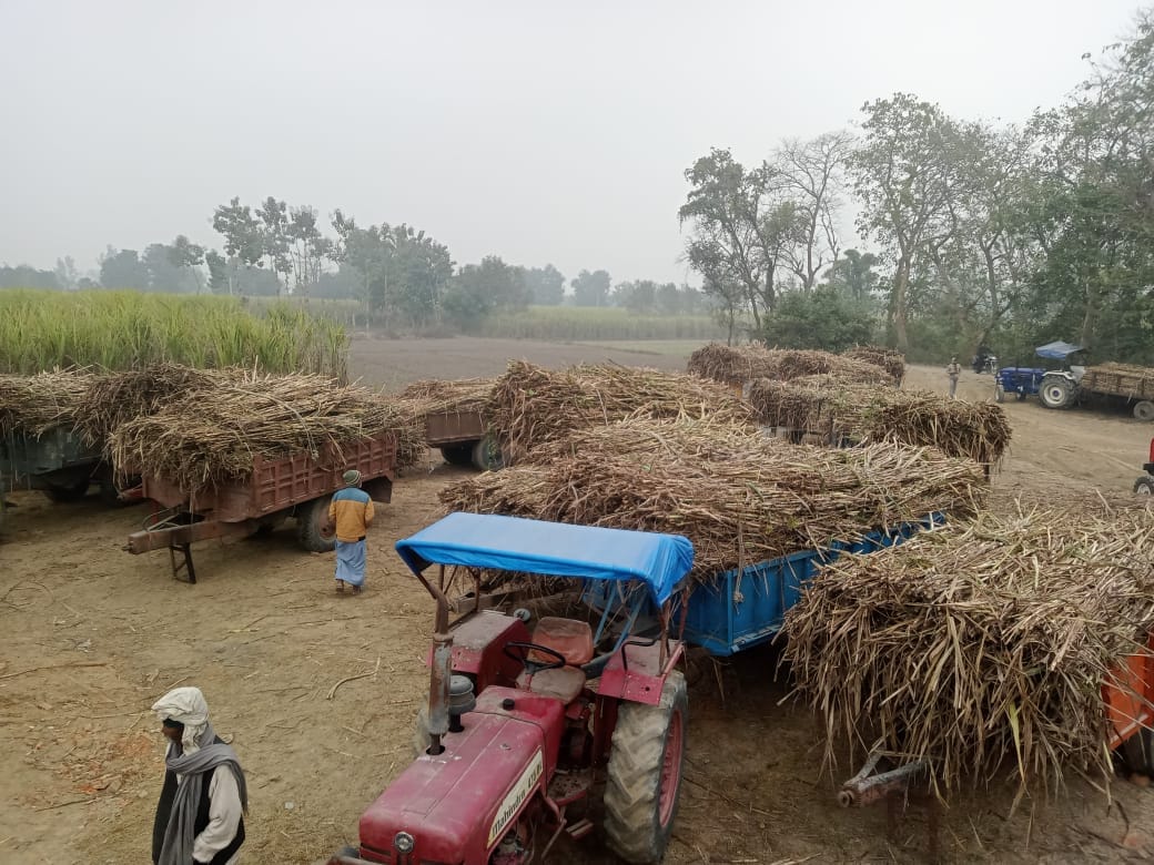 The transportation system at the sugarcane weighing center faltered.