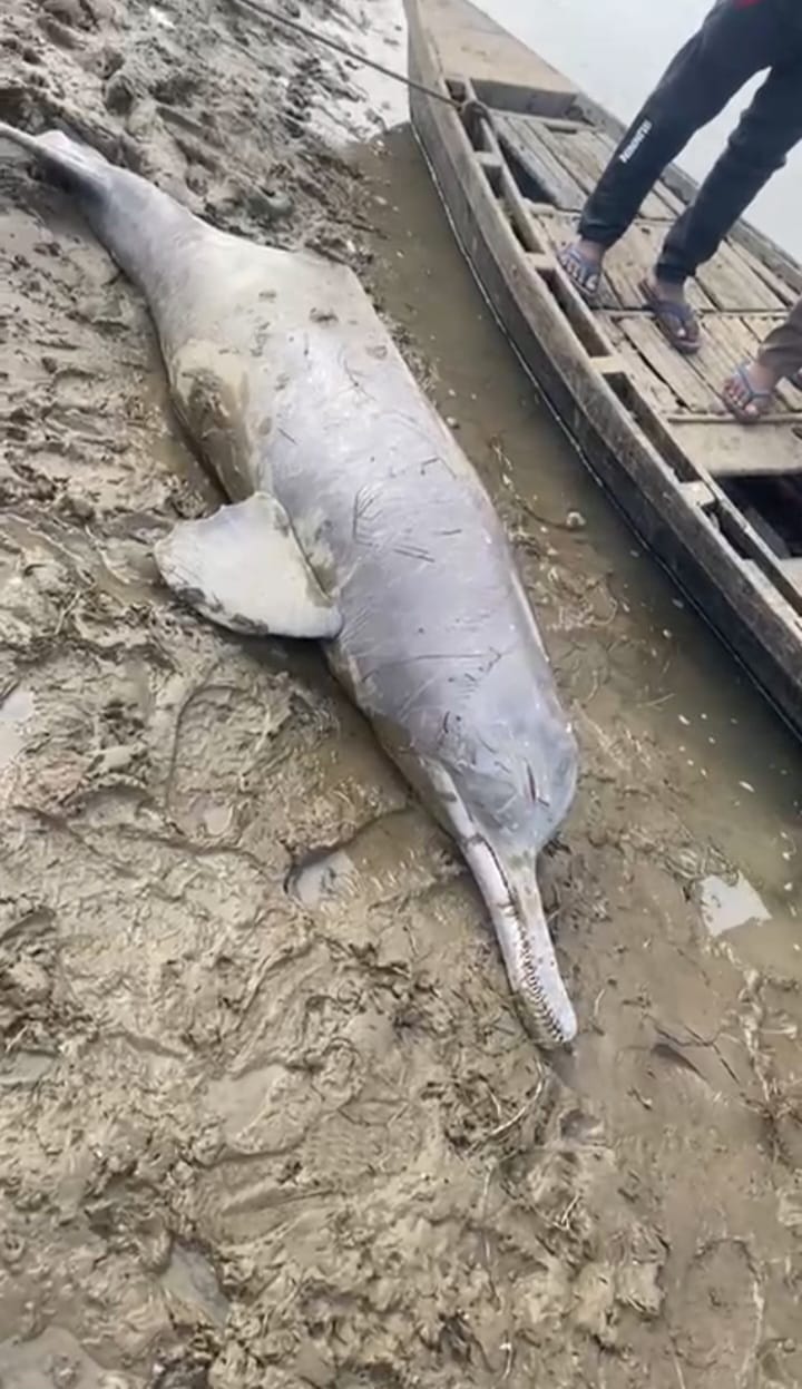 Injuries and scratches were found on the dolphin's body.