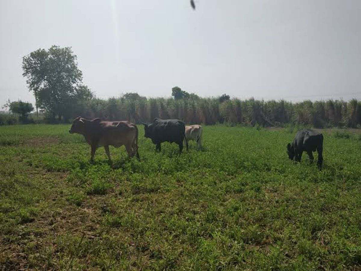 Demand to catch stray cows