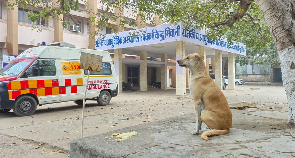 The menace of dogs and monkeys has increased, and 40 people are coming every day to get the anti-rabies vaccine.