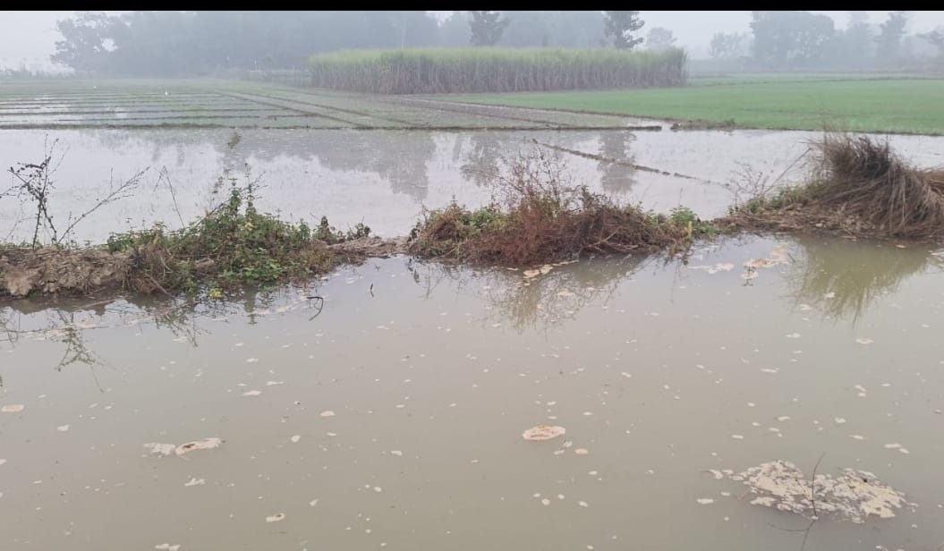 Water released into the incomplete canal, crops submerged